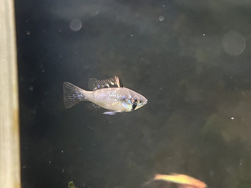 淡水魚 くらべてわかる 淡水魚 | 斉藤 憲治, 内山 りゅう |本 | 通販 | Amazon