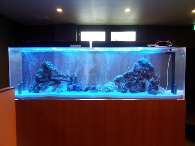沖縄水族館 メンテナンスブログ 熱帯魚