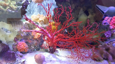 沖縄水族館 メンテナンスブログ カラフル