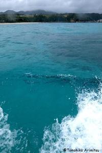 大浦湾のサンゴ調査