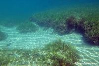 辺野古近郊の海
