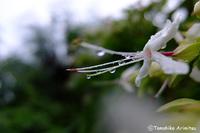 季節感９月初旬