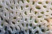 サンゴの白化２０１７