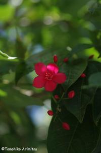 テイキンザクラの花