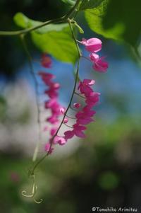 アサヒカズラの花
