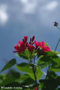 テイキンザクラの花