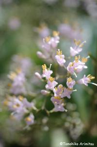 テイキンザクラの花