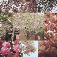 造幣局の桜★大阪に行ってきましたぁ～★アロマテラピーかふ～