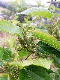 茉莉花では更新が！ 2018/03/10 17:32:39