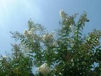 さるすべり～百日紅