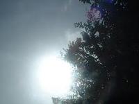 さるすべり～百日紅