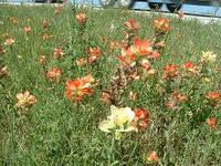 テキサス的な花見～番外編～