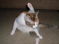 よいしょ！ 2006/02/01 15:08:12