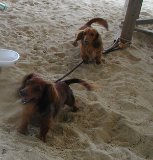 マスコット犬？