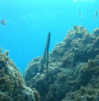 最高の海況でした♪