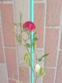 ひと粒のプレゼント 2008/03/07 12:08:54