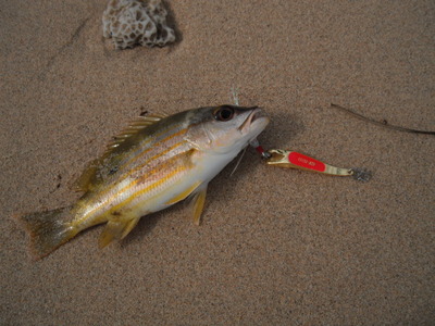 最近の釣果。。。