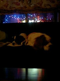 寄り添う２匹。 2010/12/06 13:49:08