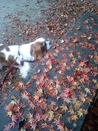 雨上がり、テンションあがる？！ 2010/12/14 13:12:01