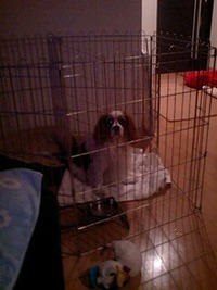 ランスの観察力。 2010/12/17 21:02:26
