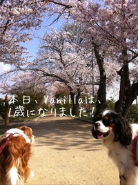 バニラ１歳のお誕生日♪ 2011/04/16 14:21:04