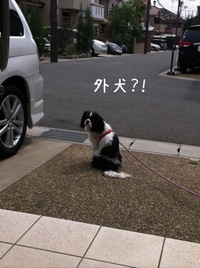 まるで、外犬です。。。 2011/05/16 11:16:26