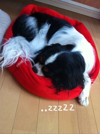 今日も寝不足。 2011/06/29 09:50:00