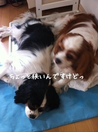 ひんやりシェア 2011/07/06 12:52:00