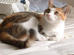 ４コマあ～ちゃん