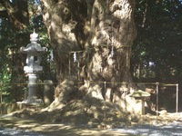 柏市・近隣の神社巡り　その２（神明社）