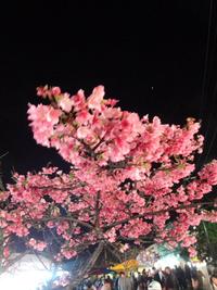 さくら祭り～さくらより酒酒な人達w