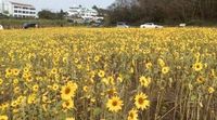 沖縄の花畑