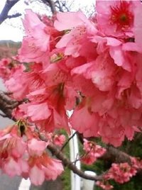 お花見☆