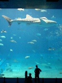 美ら海水族館