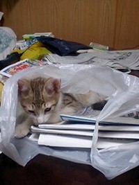 ねこ