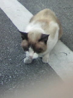 野良猫
