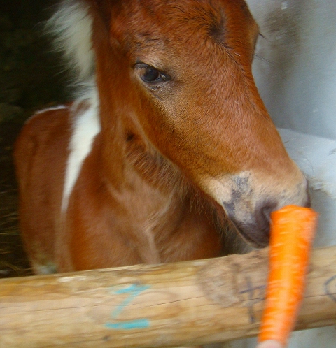 子馬