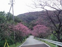桜祭り