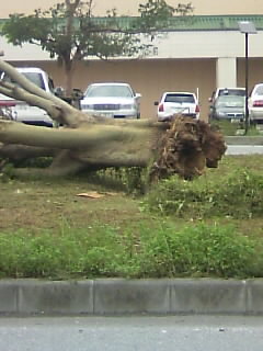 台風