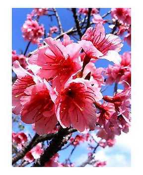 沖縄の桜
