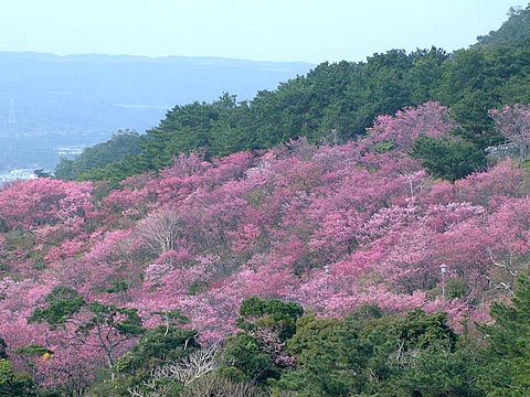 沖縄の桜