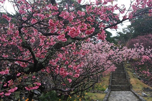 沖縄の桜