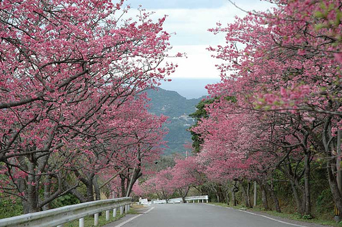 沖縄の桜
