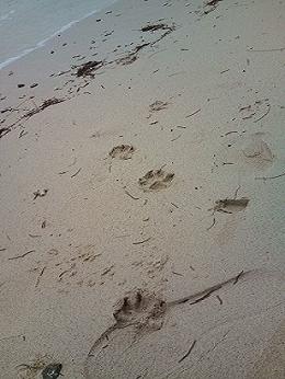 かにの家