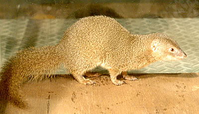 沖縄の珍獣