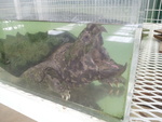 ミニミニ動物園