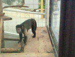 ミニミニ動物園