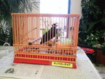 ミニミニ動物園