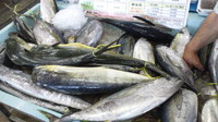 泡瀬パヤオ！ 2011/09/30 21:24:11