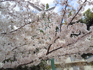 満開です(*^_^*)うちの近所の桜さん